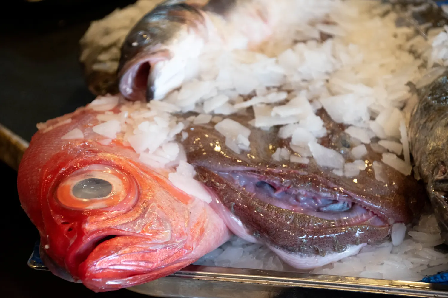 Cómo hacer pescado a la parrilla, rape y virrey